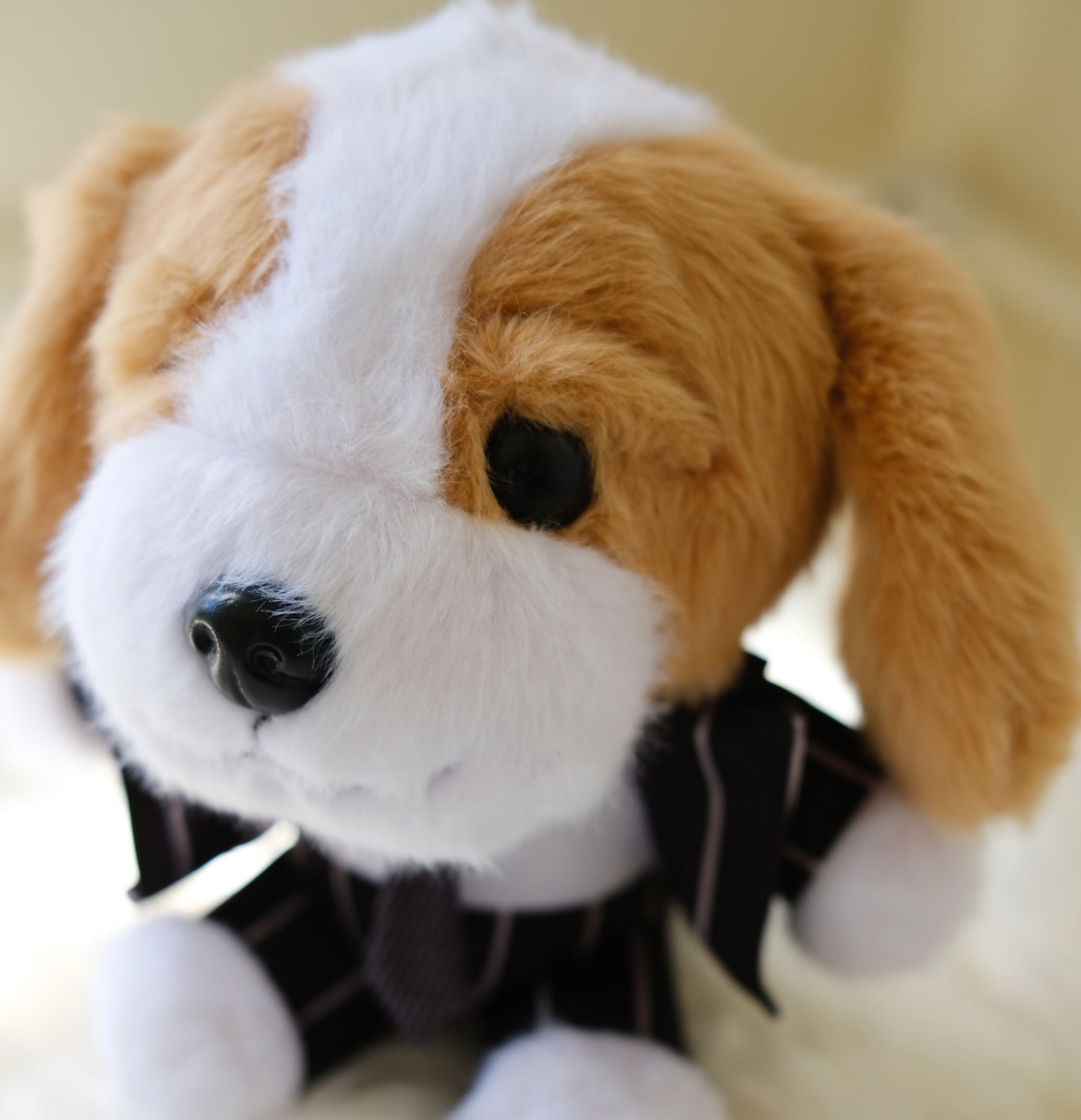 Luckyadoodle in black suit. This is side view. Extremely cute.